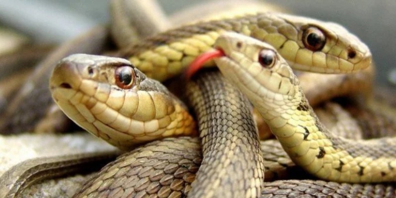 Ngủ mơ thấy đàn rắn to đánh con gì dễ trúng?